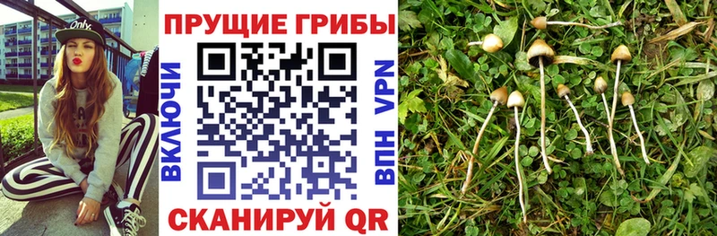 Галлюциногенные грибы ЛСД  Полевской 